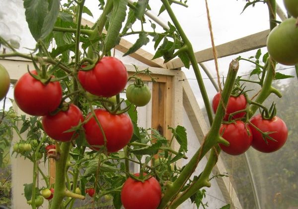 Quelles sont les premières variétés de plants de tomates en serre?