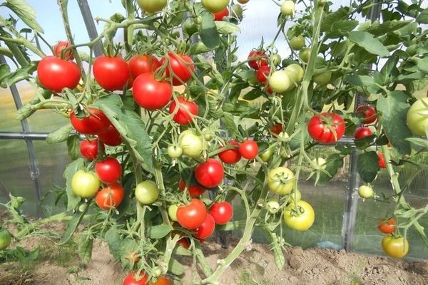 Quelles sont les premières variétés de plants de tomates en serre?