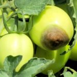 White plaque or how to treat against rot?