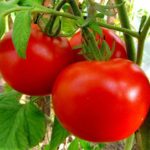 Tomates au sol pour la Biélorussie