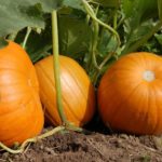 Витамин Царевица Тиква