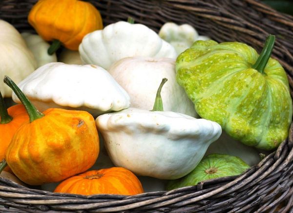 A cor da pele de squash é muito diversificada.