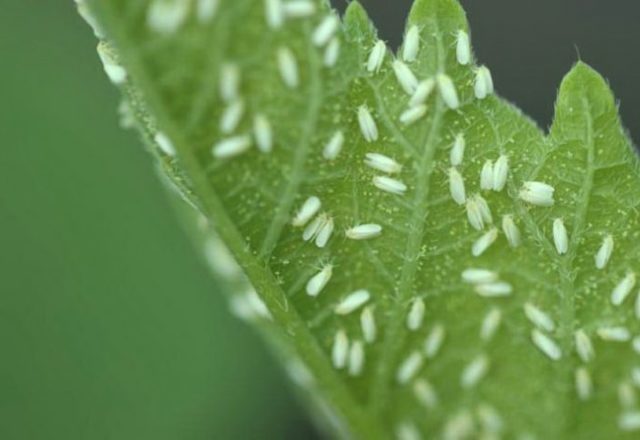Moucherons blancs sur tomate