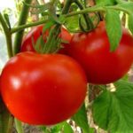 Tomates adequados para a região de Leningrado