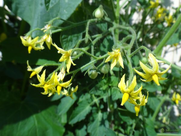  Top dressing of tomatoes during flowering