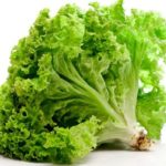 Tipi di foglie di lattuga