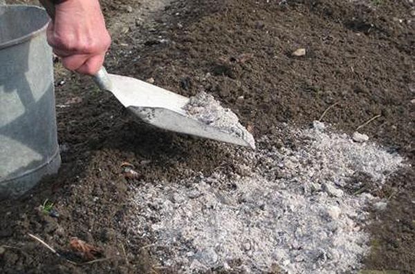 Dikim için toprak gereksinimleri