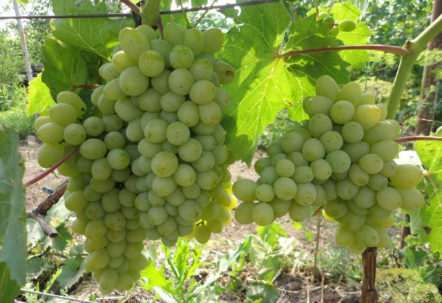  Грозде наслада