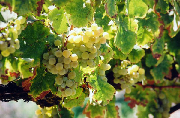 Sauvignon Grape