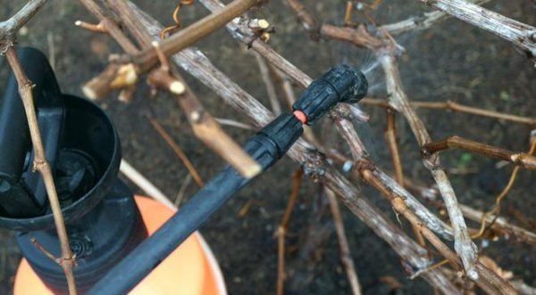 La pulvérisation de fer vitriol peut être effectuée au printemps et à l'automne