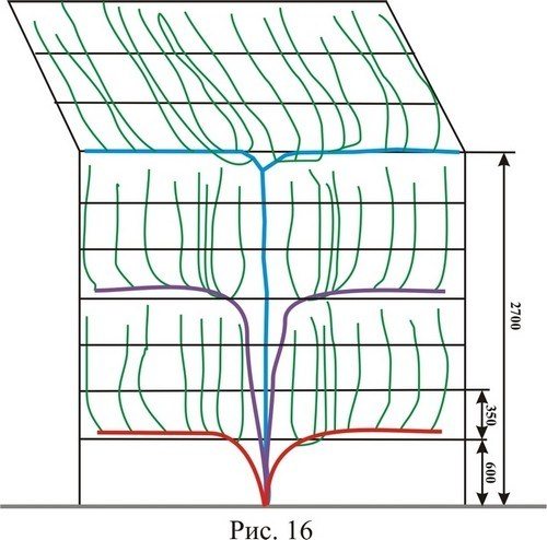 Modello di coltivazione della vite ad arco