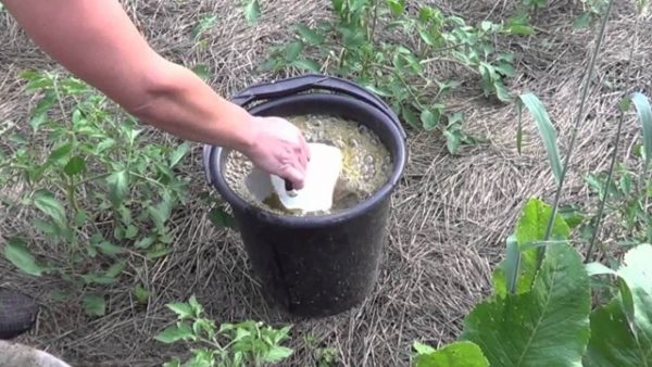 Watering plants with potassium humate solution
