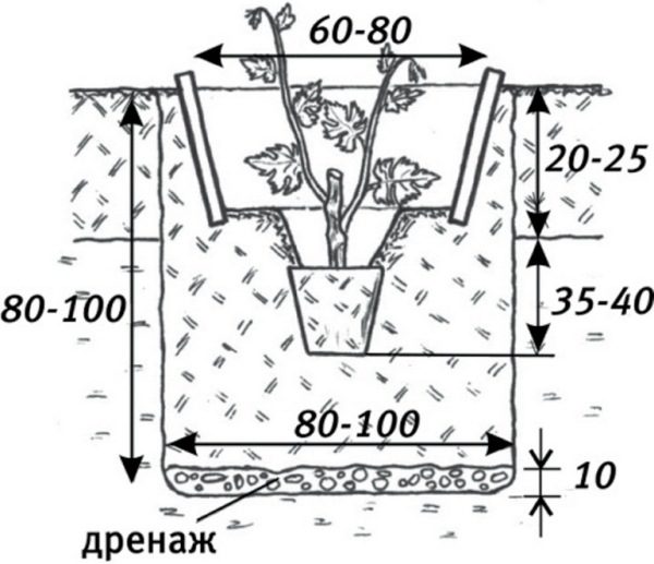 Das Schema des Traubenanbaus