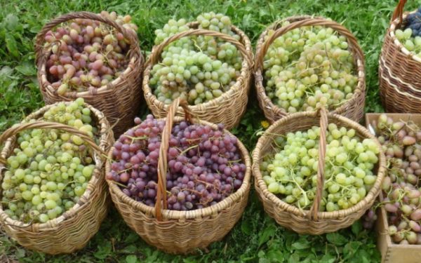 Grapes of raisins of different varieties in baskets