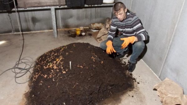 Elevage de vers californiens à Chervyatnik