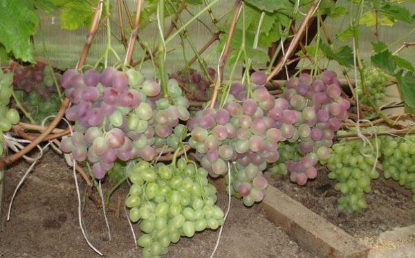 Lowland grape ripening