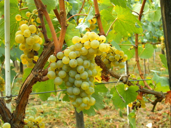 Bouquet de variétés de chardonnay