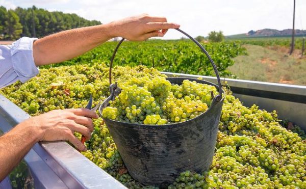 Récolte des raisins Chardonnay
