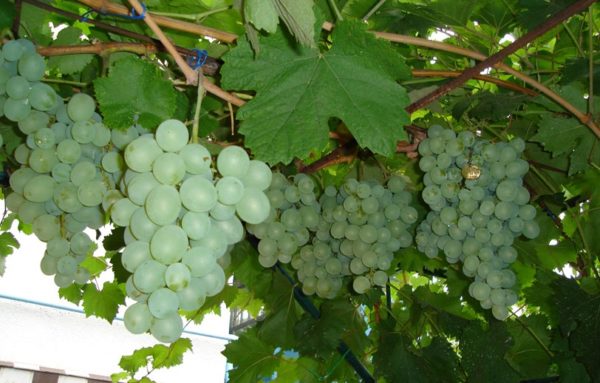 Mascotte de cépages