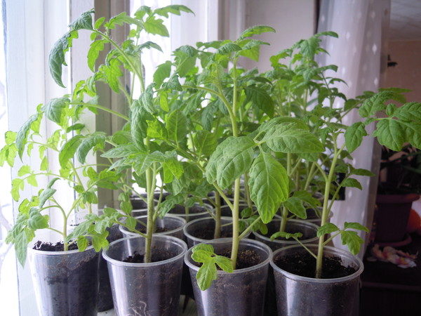 Plant de tomate