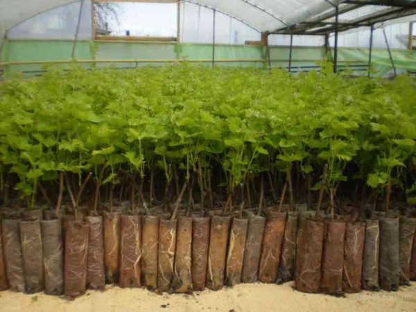 Jeunes plants de raisins prêts à être plantés en pleine terre