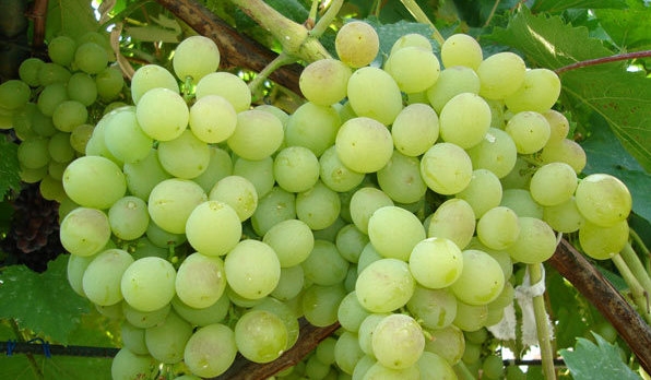 Bunch of grapes delight close up