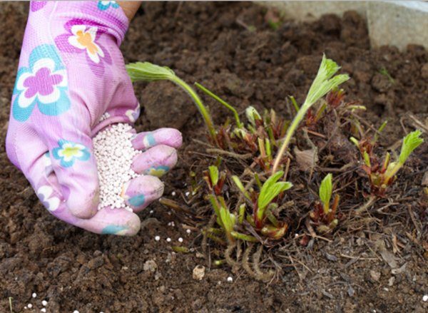 Superphosphates à la fraise