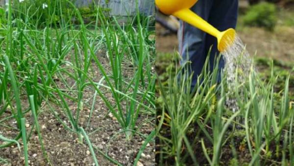 Arroser les oignons et l'ail avec de l'eau et de l'ammoniac