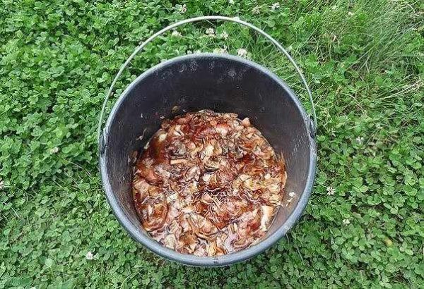 Bouillon d'oignon pour donner