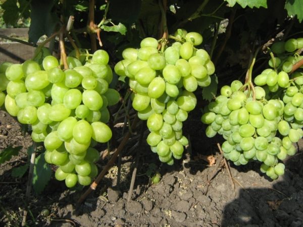 Οι συστάδες του Timur είναι μεγάλες και πυκνές.