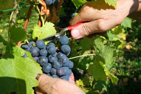 Cutting a bunch of grape varieties beauty