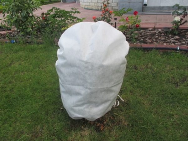 Une option abris des buissons