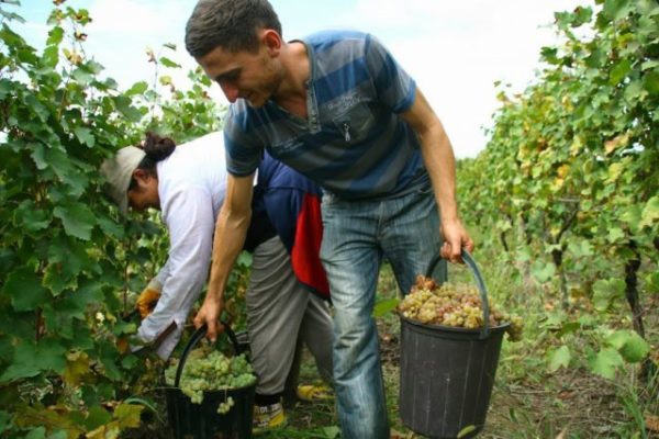 Harvesting grape raisin