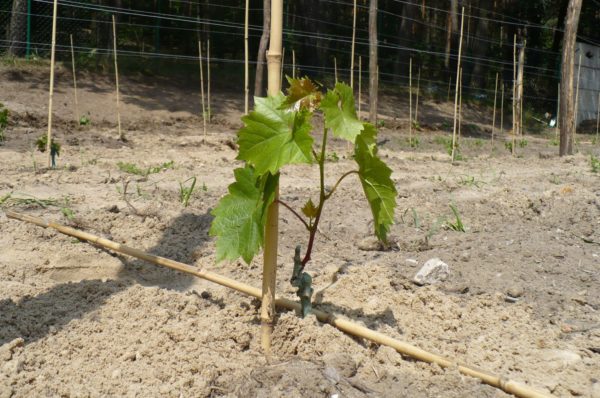 Just planted grape seedling