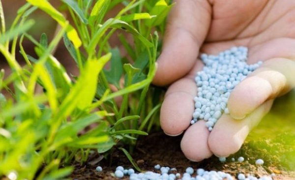 Fertilizzante per piante fertilizzanti