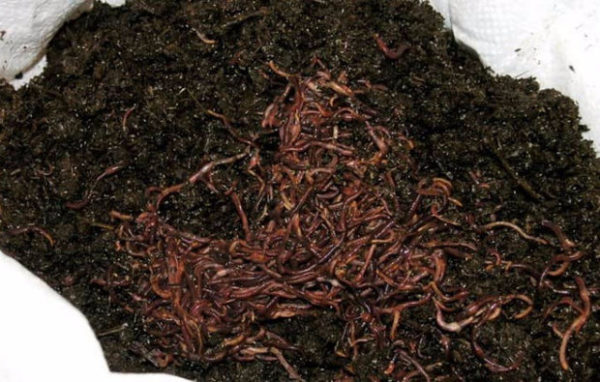 Worms for biohumus