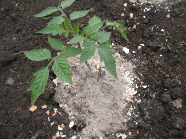 Tomates en poudre cendres