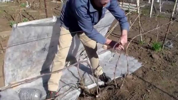 Barınak için üzüm hazırlama