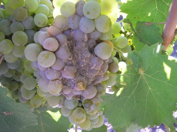 aspergillus pourriture