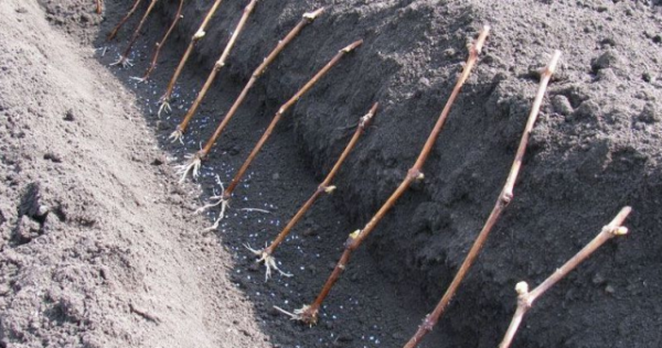 Grape cuttings ready for planting