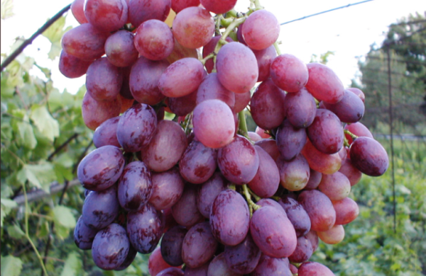 Raspus grapes