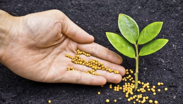 Alimentation de citron