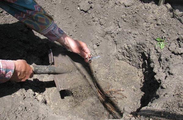 Φύτευση φυτωρίου σταφυλιών