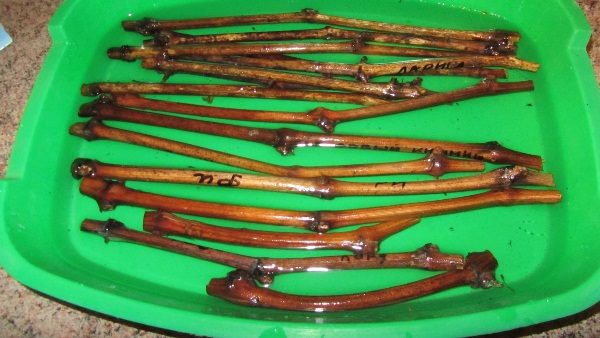 Απορρίμματα σταφυλιών