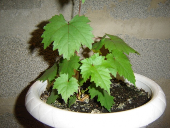 Ελαφρώς αναπτυγμένα σταφύλια