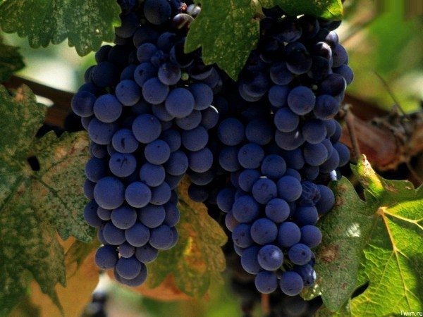 Sorte Merlot bezieht sich auf die Weinsorten für Lebensmittel, sie ist nicht geeignet