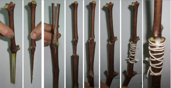 Kademeli sofralık aşılama