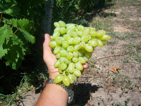 Semis variété siècle