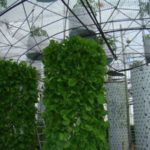 Вертикална аеропоника