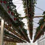 Хоризонтална аеропоника